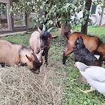 Schernhof Hoamatzeit - Tiroler Bauernhof * Зелль